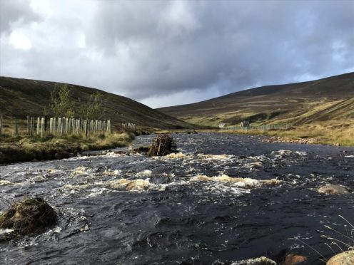 Tree-planting in the upper River Dee catchment
