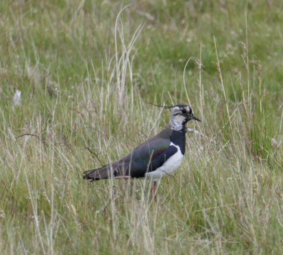 One of the rare birds, a Lapwing