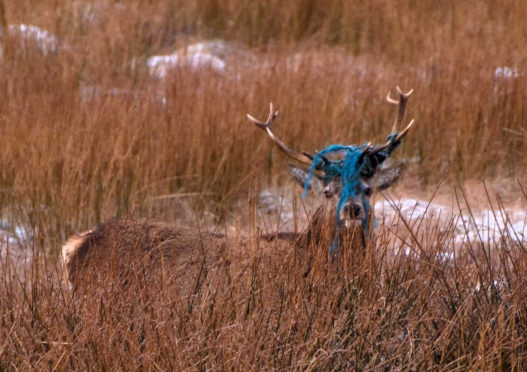 A discarded piece of blue nylon rope has become entangled in the stags antlers. Picture by Morris Macleod