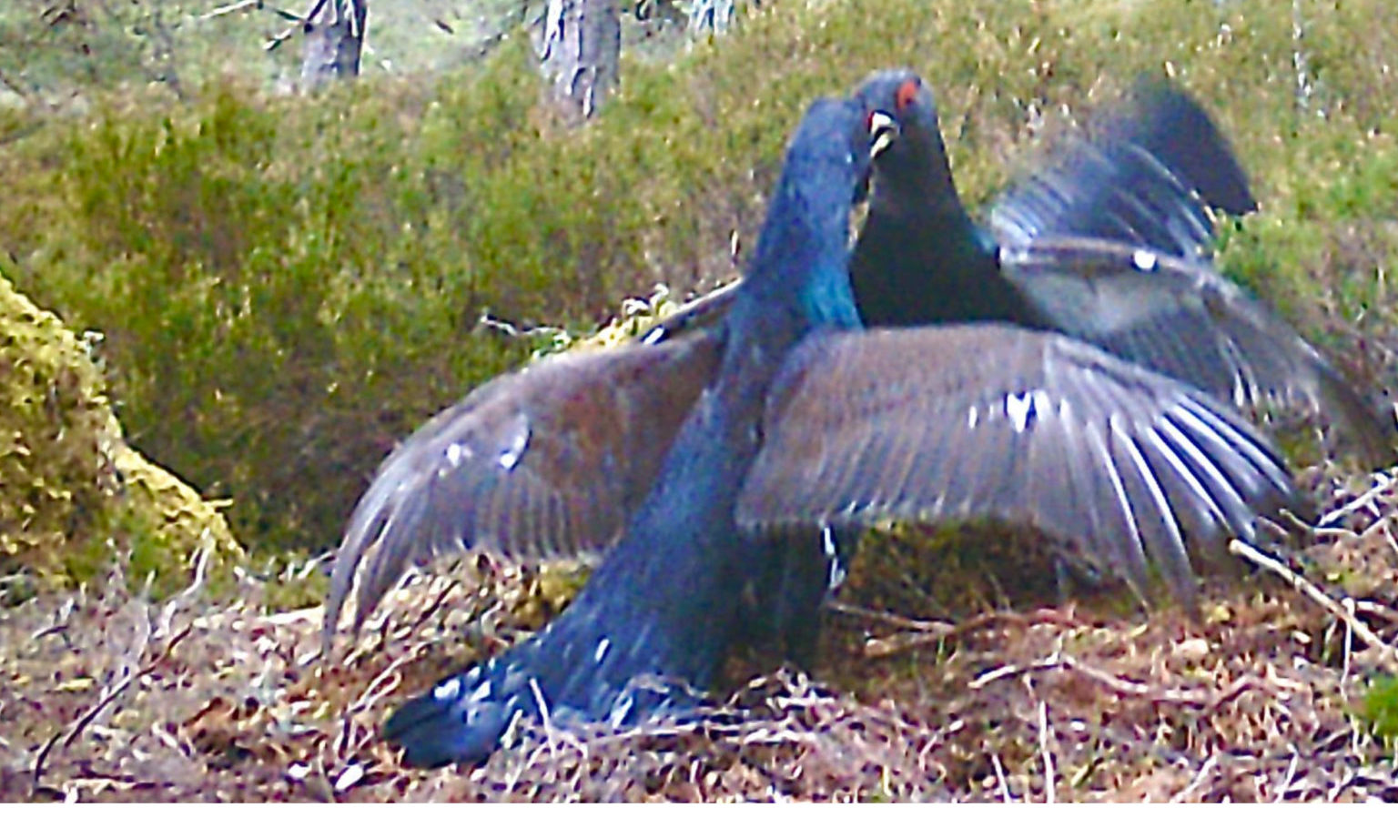 Capercaillies on the Balmoral Estate, captured on camera by the Balmoral ranger service.