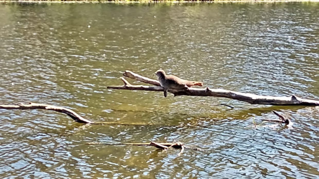 The seal spotted on the tree branch by the River Don. Picture by Jamie Durent.