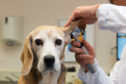 Andrew Bowie believes the veterinary profession has been overlooked
