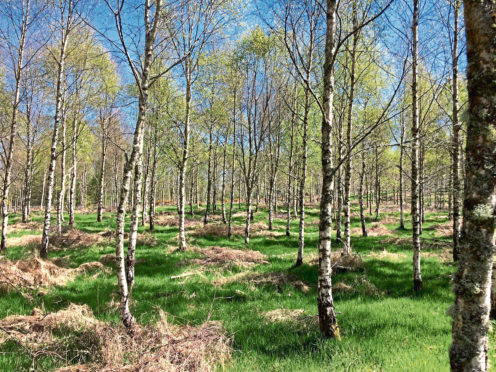 Broadleaved woodlands can be an undervalued resource on farms and estates.