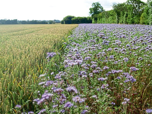 A cover crop of phacelia growing in a field margin.