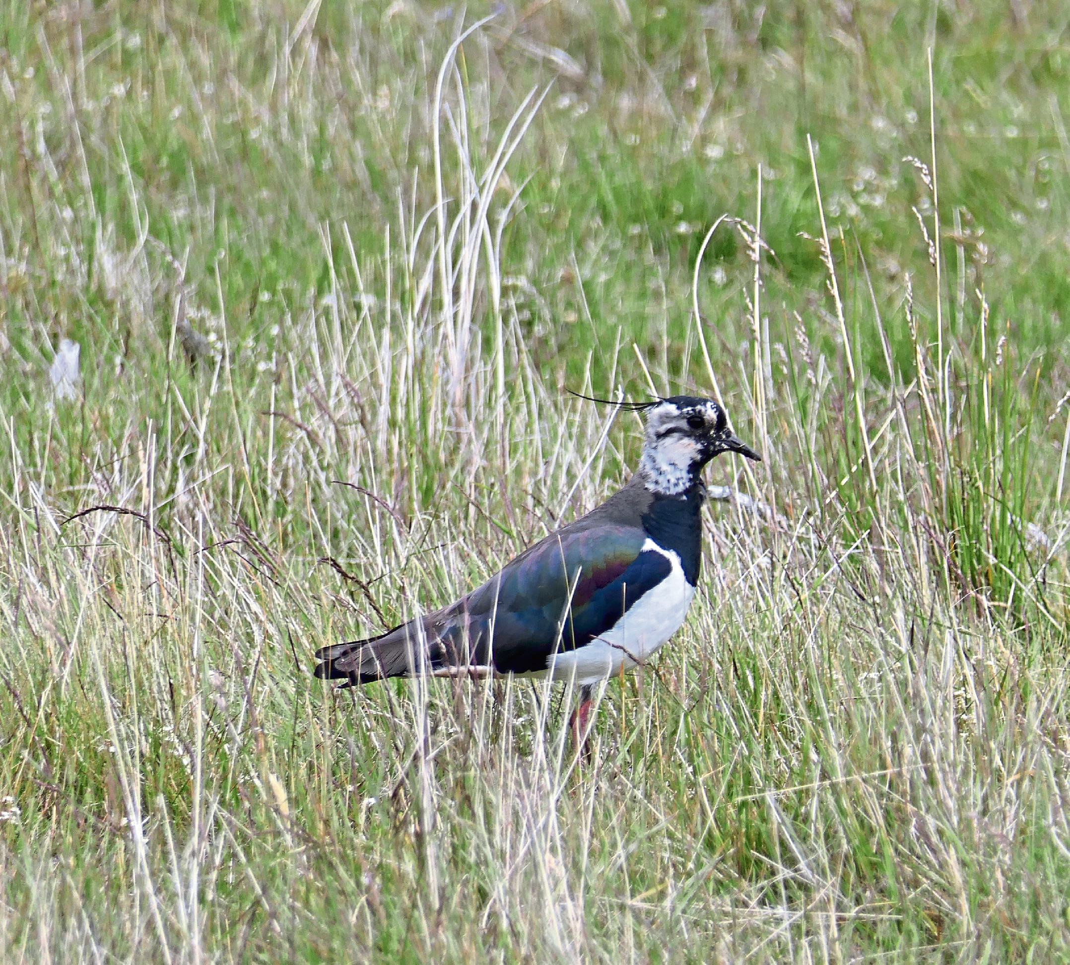 The initiative addresses the needs of some ground-nesting species in decline such as the lapwing.