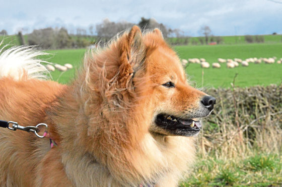 Campaigners want the new bill to be a catalyst for public education about the importance of having dogs under control when near livestock.