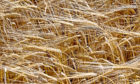 Researchers say they have a better understanding of barley quality now.