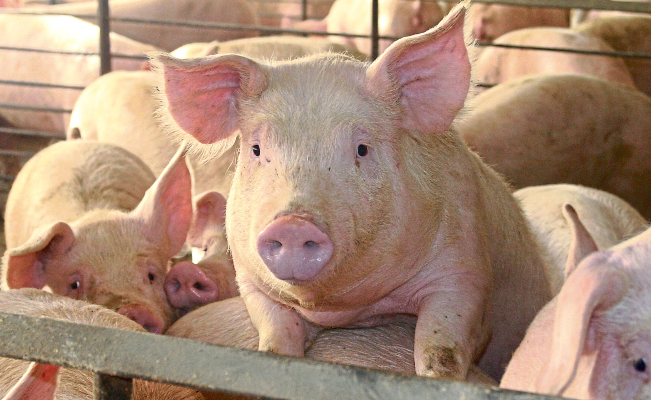 Pig farmers are losing around £20 per pig produced, according to the NPA.