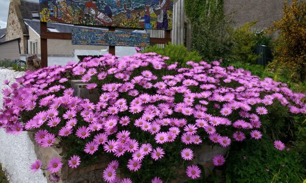 General photograph of flowers in a garden.