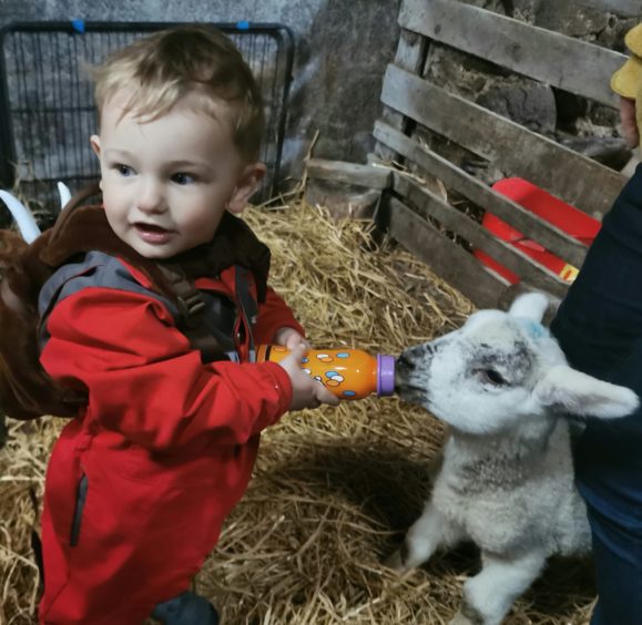 Linzi Gauld sent in this picture of her one-and-a-half year old son Alfie Gauld helping feed his Grandad's lambs.