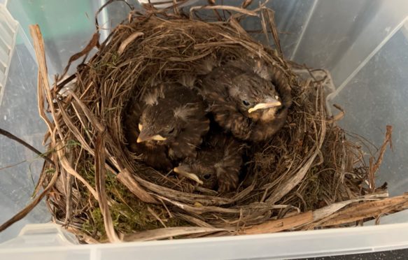 John MacDonald took the chicks in after discovering the damaged nest at the boundary fence.