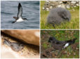 Sea birds on the west coast of Scotland will be monitored under the project