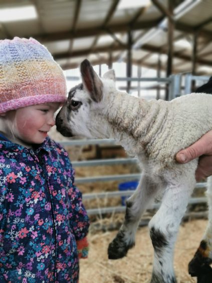 Clare McCall sent in this picture of her three-year-old daughter, Isla, helping at Culmaily Farm, Golspie, Sutherland.