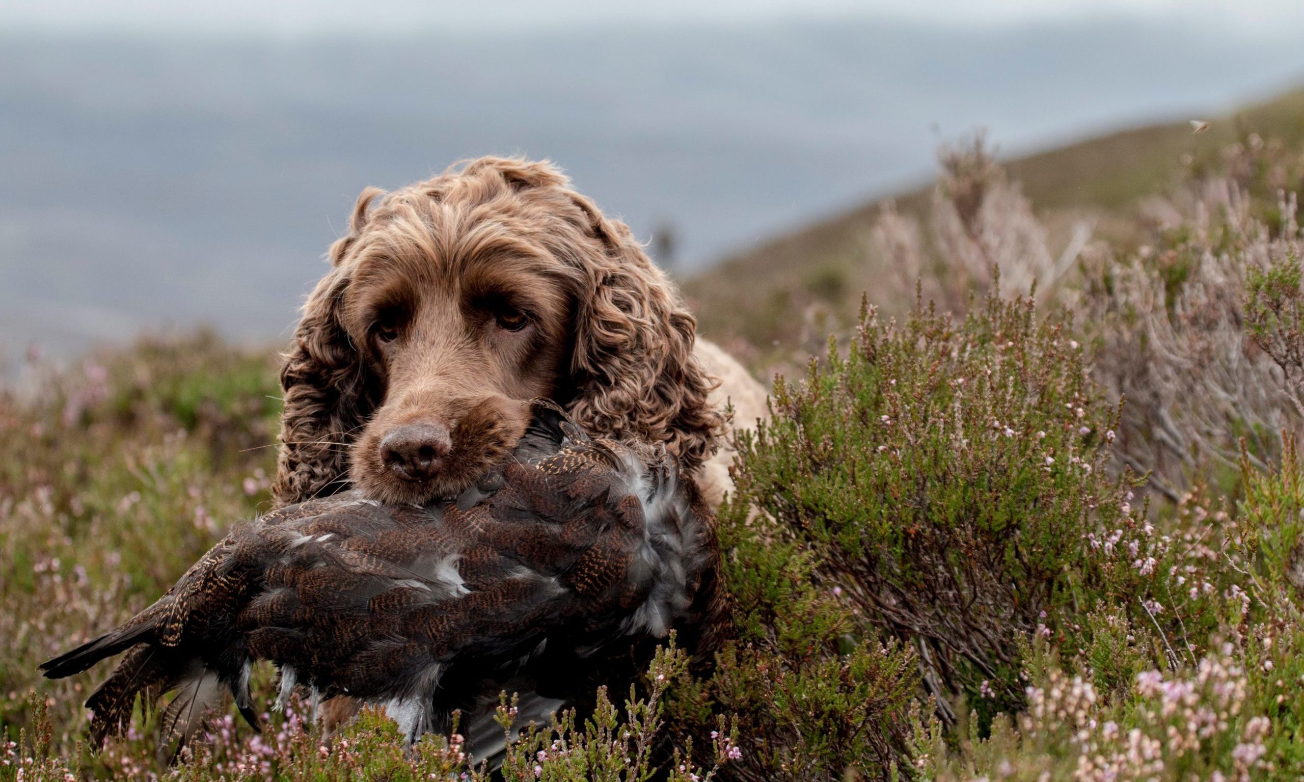 A working dog retrieving a red grouse for the food chain. Grouse shoots could be the key to economic recovery in some remote communities.