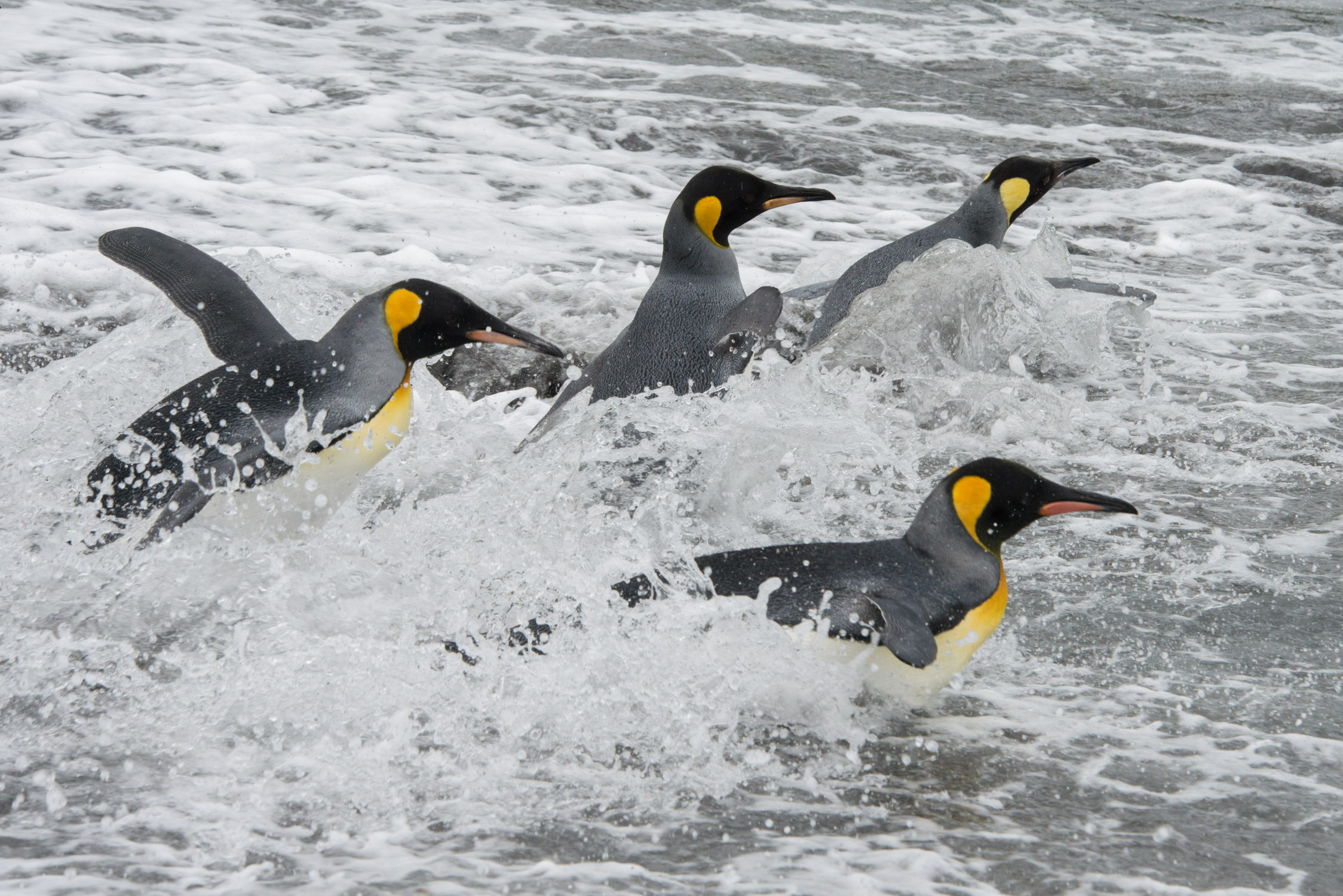 King Penguins coming ashore on Gold Harbour beach, South Georgia.
Picture by Paul Glendell