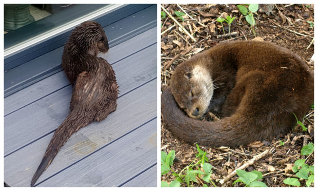 The otter appeared twice at Ms Matthew's home for a feed