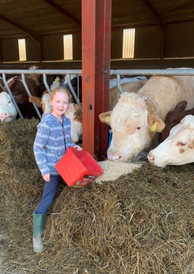 Olivia Barclay enjoys feeding the bulls at Meikle Wartle.