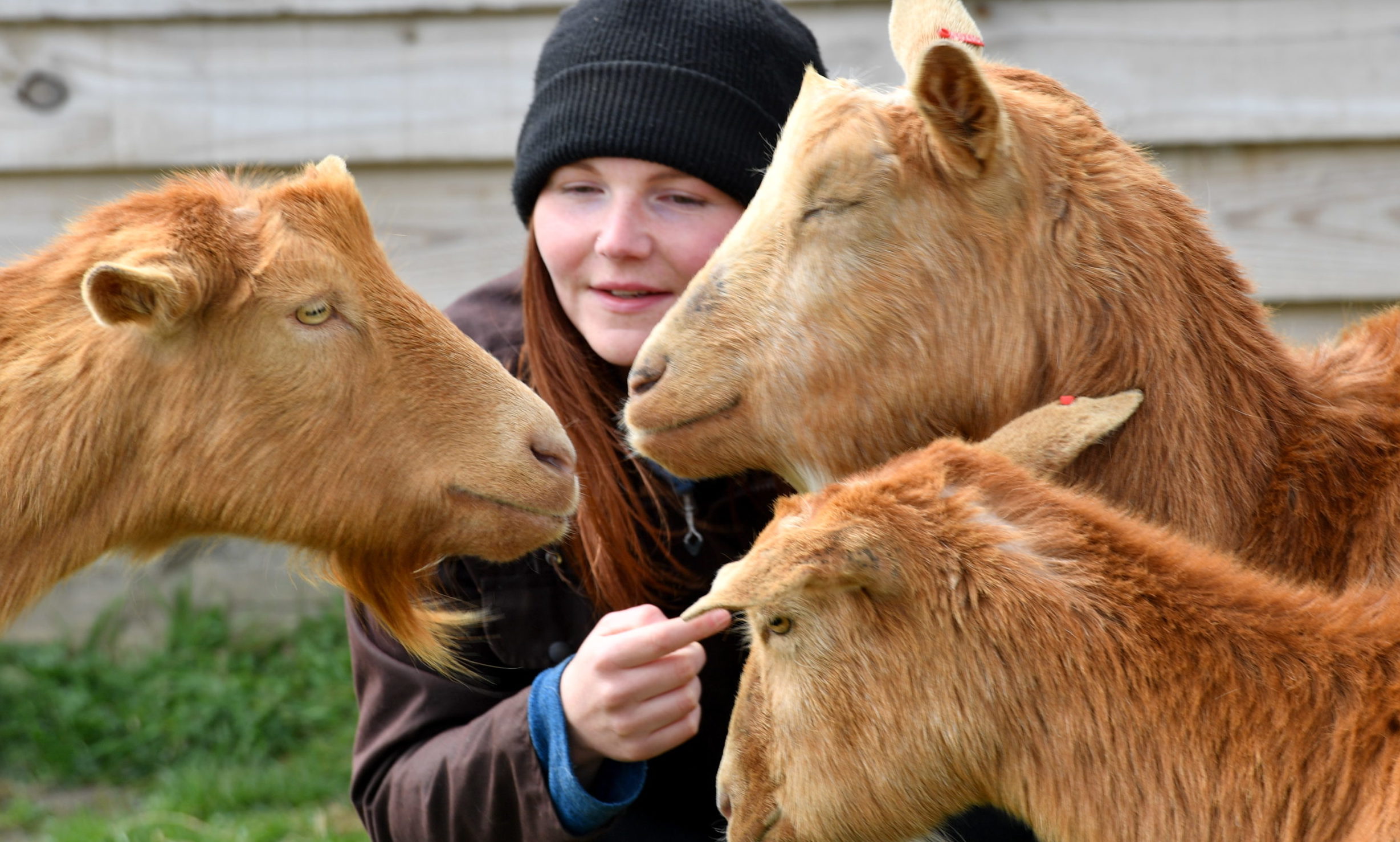 Alice Lennox on the farm with Golden Guernsey Goats.       
Pictures by Kami Thomson