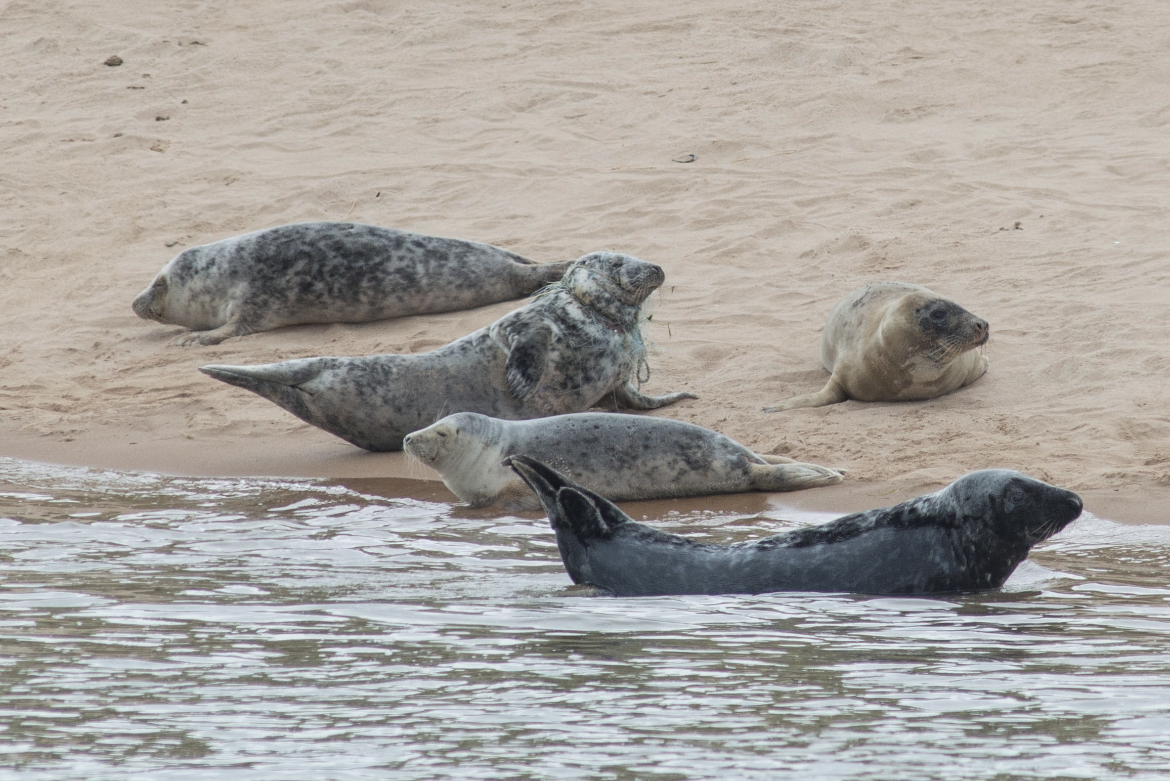 The seal was spotted on the beach at Forvie National Nature Reserve in Newburgh, Aberdeenshire. Picture by Paul Glendell