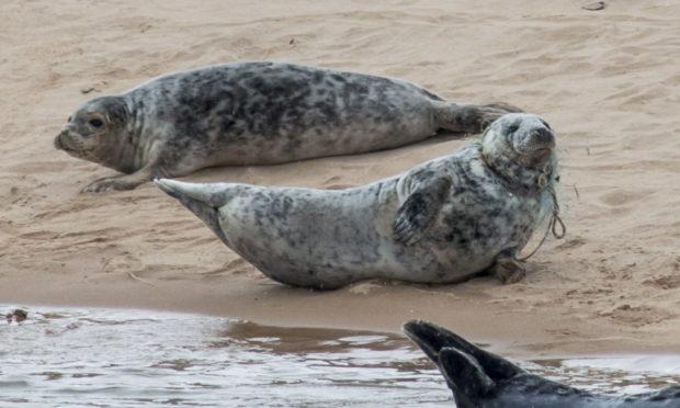 A seal has been spotted on an Aberdeenshire beach with a fishing net entangled around its neck. Picture by Paul Glendell