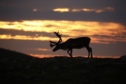 Reindeer sunset (Credit - Neil McIntyre)