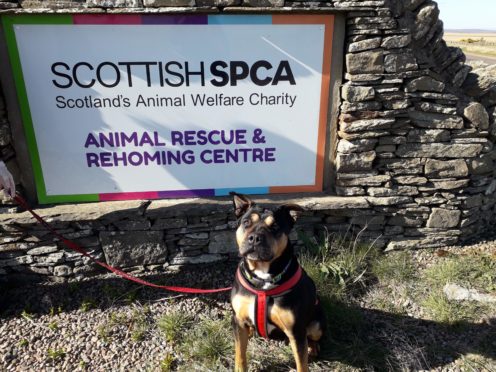 Scylla at the charity's Caithness and Sutherland Animal Rescue and Rehoming Centre.