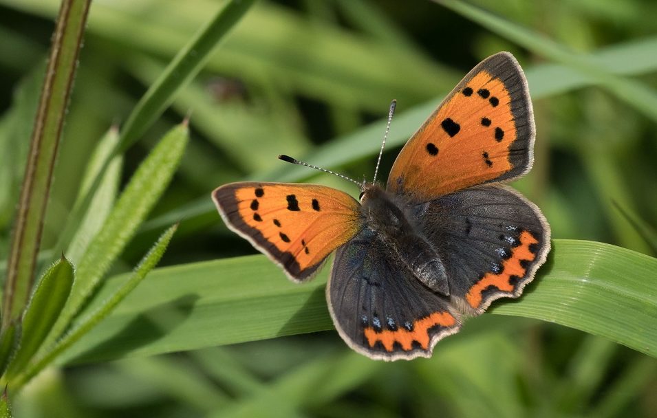 Small Copper numbers have fallen in Scotland. Pic: Mairi McIntosh / Butterfly Conservation.