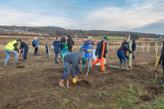 Volunteers at the park plant trees in 2019