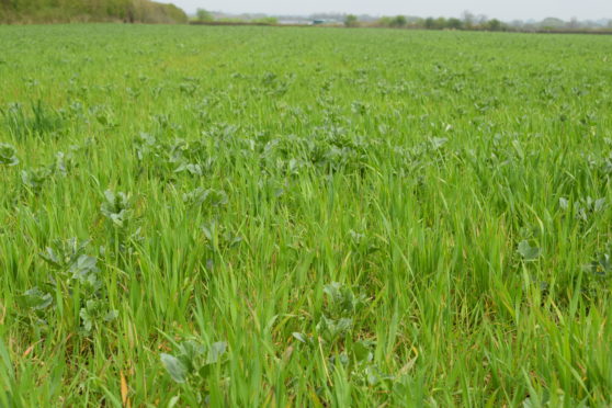 Beans and wheat sown together.