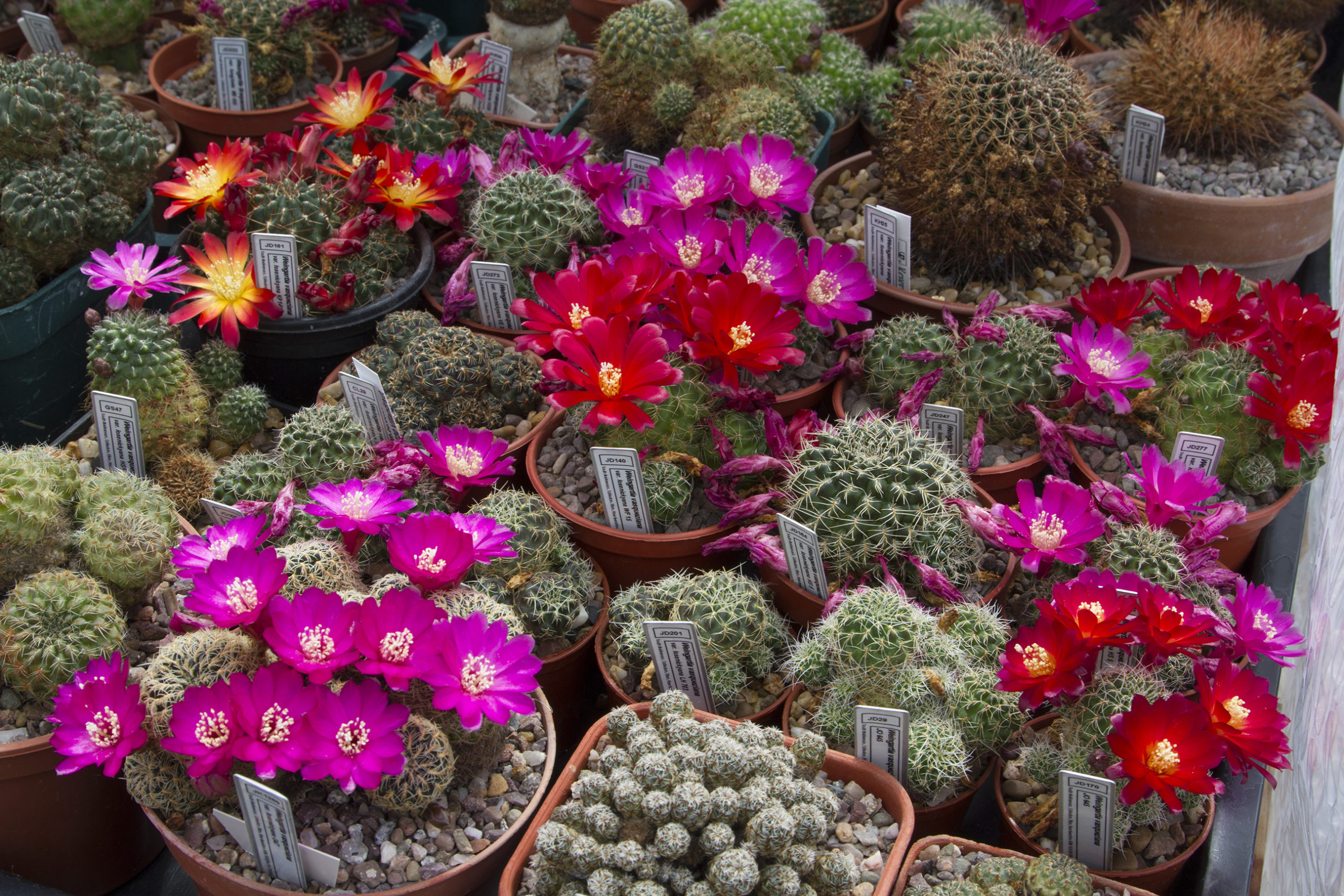Paul Doyle has spent 25 years building one of the UK's most impressive collections of cacti in his back garden in Collieston.