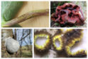 Some of the fungus group's photographed finds. From top left, clockwise: bitter chocolate rust by Helen Baker, false morel by James Robinson, trichopeziza mollissima by Toni Watt, and moon poo by Duncan Cowper