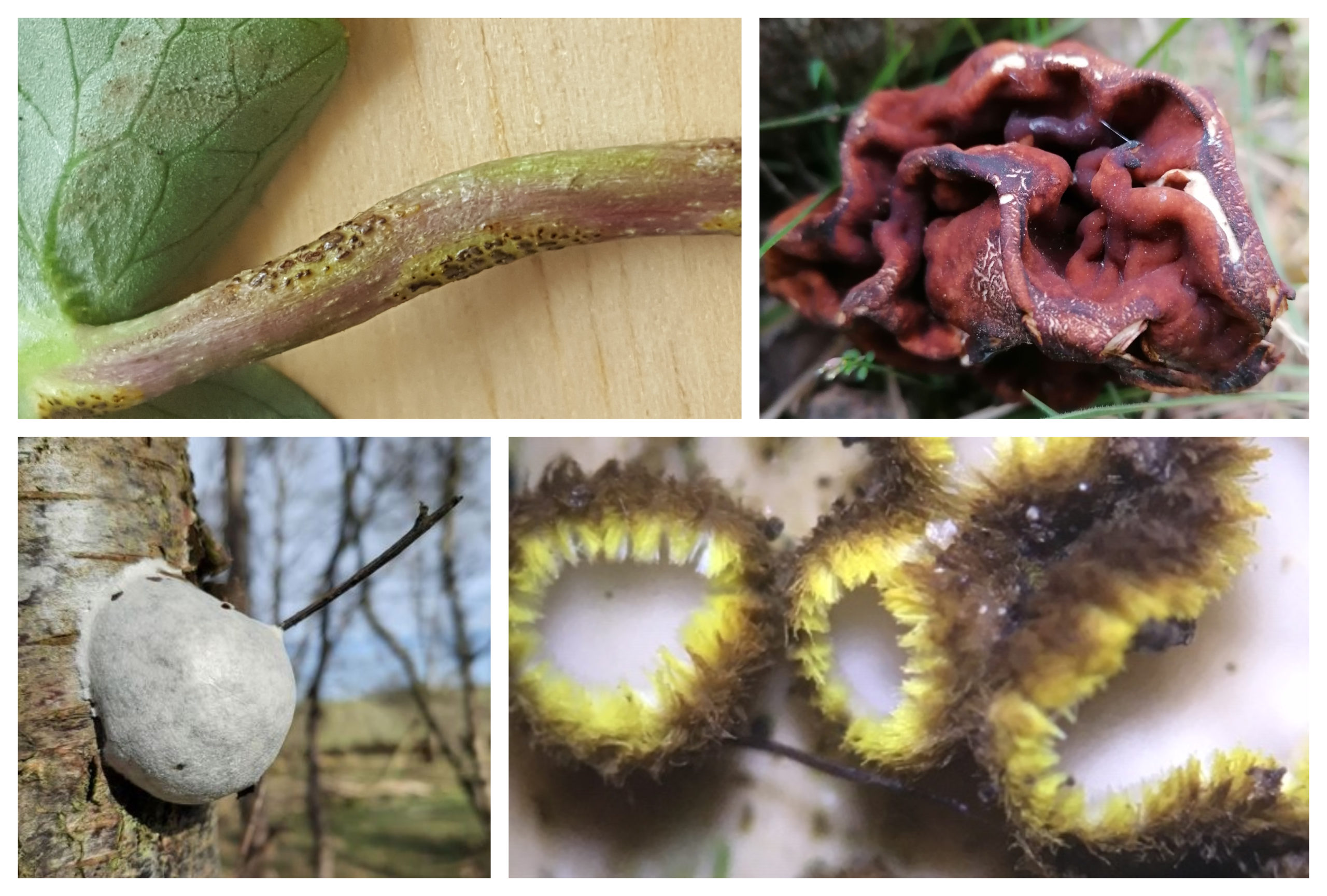 Some of the fungus group's photographed finds. From top left, clockwise: bitter chocolate rust by Helen Baker, false morel by James Robinson, trichopeziza mollissima by Toni Watt, and moon poo by Duncan Cowper