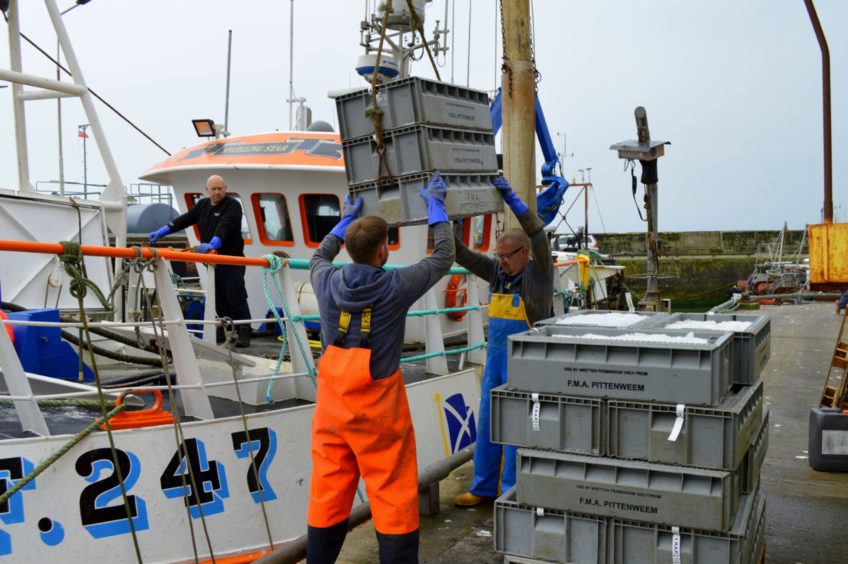 A fishing boat unloads its catch of prawns destined for Spain