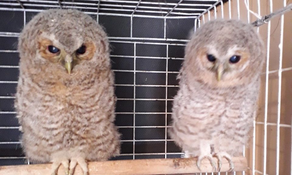 The tawny owls were first discovered amongst timber at Pennyghael pier.