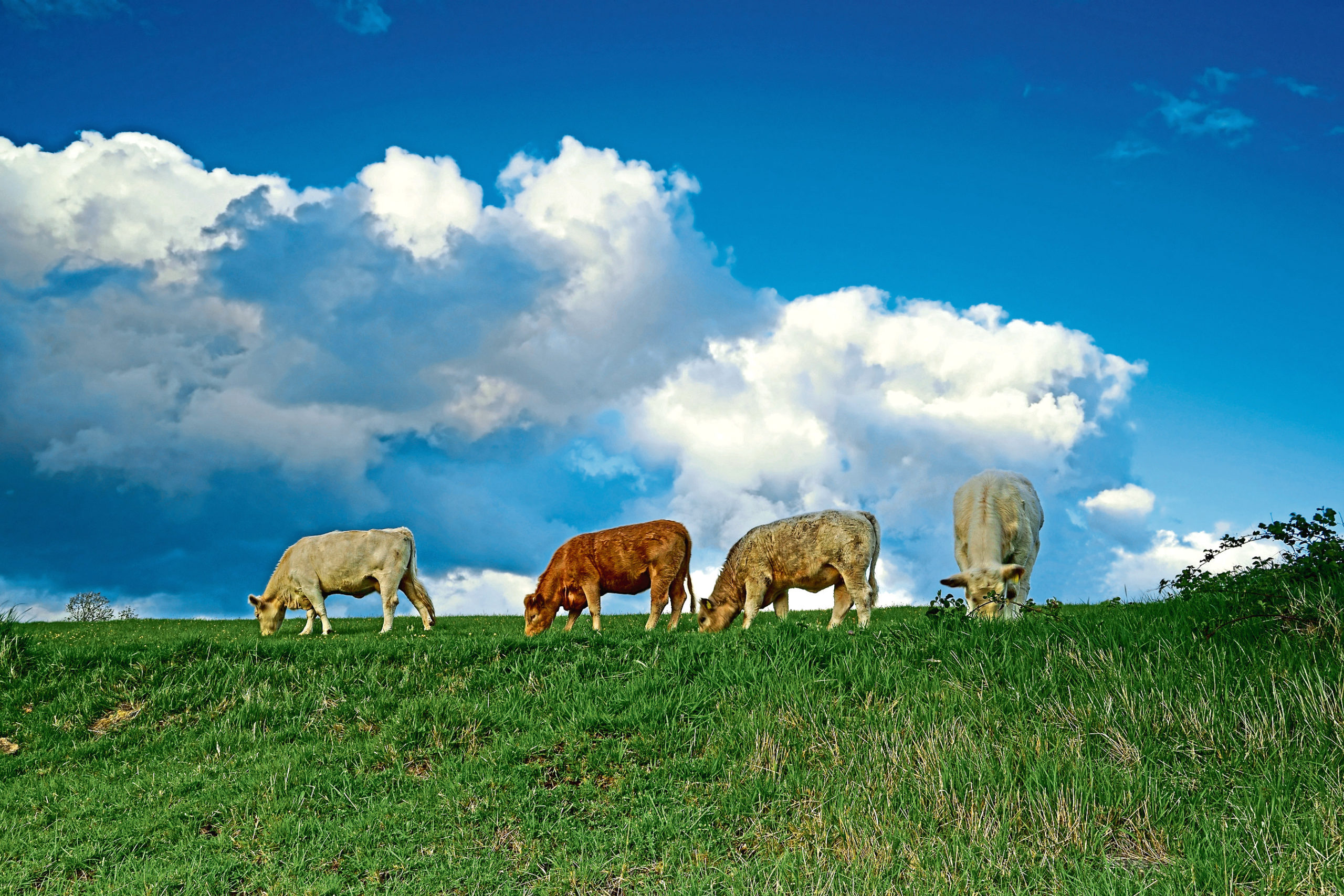 Scientists say the climate impact of grass-fed cattle herds may have been overestimated.