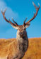 Red Deer Stag in Autumn.; Shutterstock ID 64027300; Purchase Order: -

Red stag
