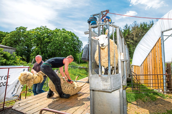 Stewart Kennedy, who is shearing more local flocks than usual, at work with his dad Roddy in Aberfeldy.