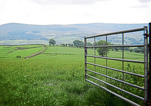 Walkers leaving a gate open were blamed for the incident where 11 cows died.