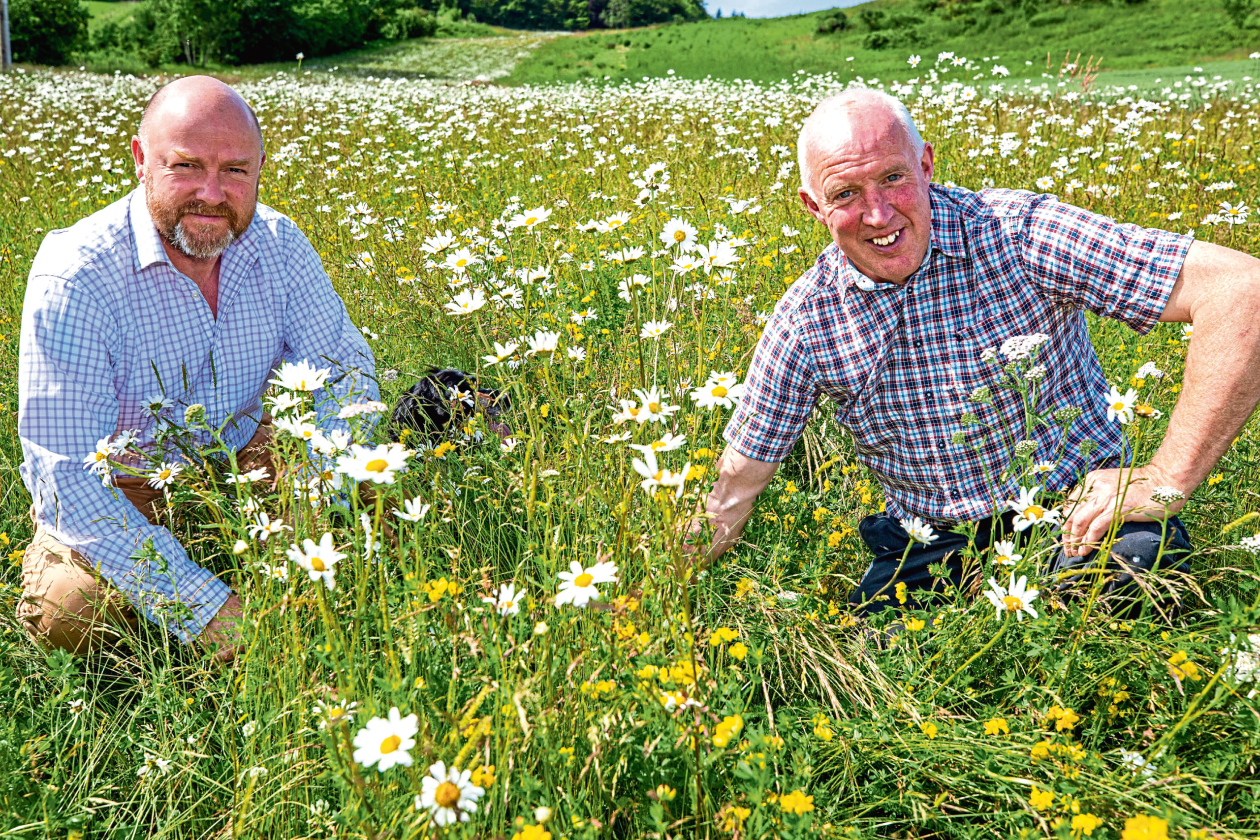 Alexander Moncrieff, left, and head of estates, Gordon Fowler, examine the growth and development of the wild flowers.