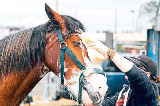 The show features eight different classes for horses, including Clydesdales.