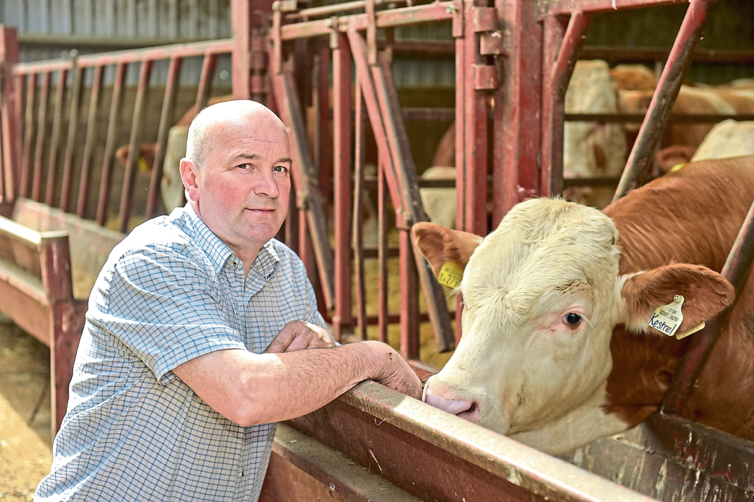 Glenlivet breeder Michael Durno will judge the beef breeder competition and junior beef interbreed championship.