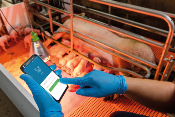 Pig farmers will be able to use mobile phone apps to record breeding and feeding herd data.