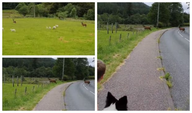 Fiona Purdon, with her two sons and their border collie as the stags run past.