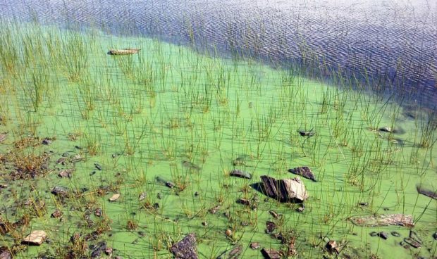 Blue-green algae at Loch of Cliff, Shetland