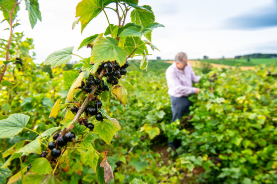 Dundee blackcurrant farmer Andrew Husband inspects the berries he is growing for Ribena, which is investing in its crops.