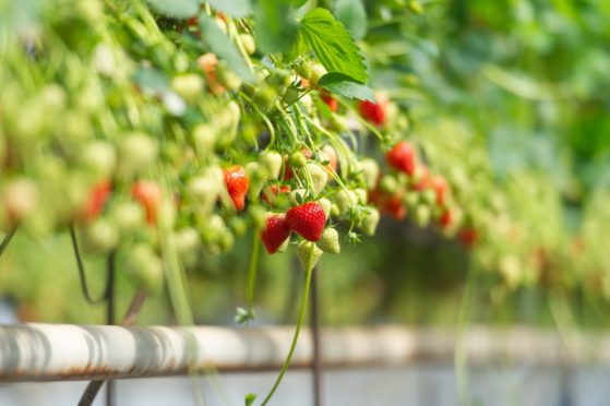 Increased costs could be worth £116 a tonne for strawberry growers.