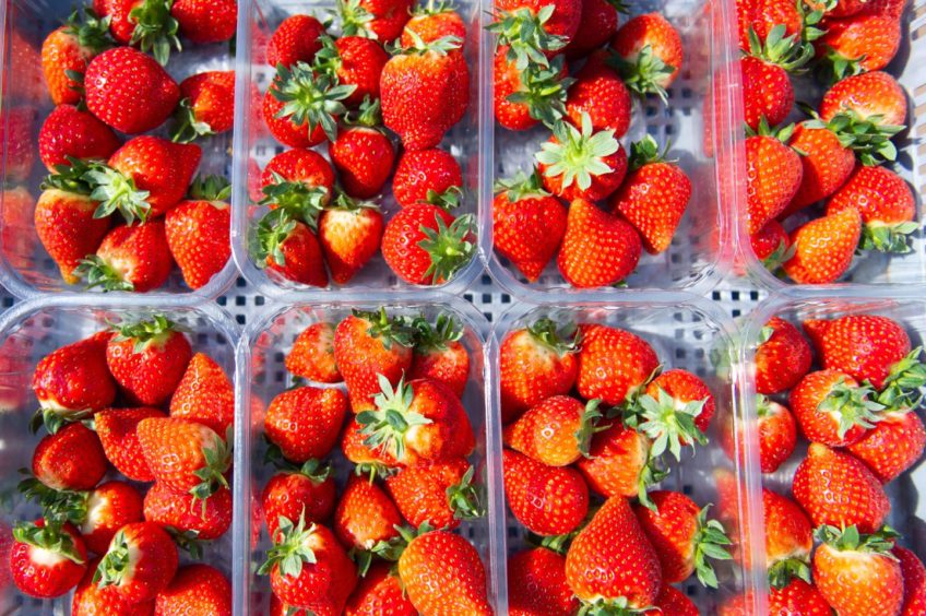 Strawberries at Barnsmuir Farm.