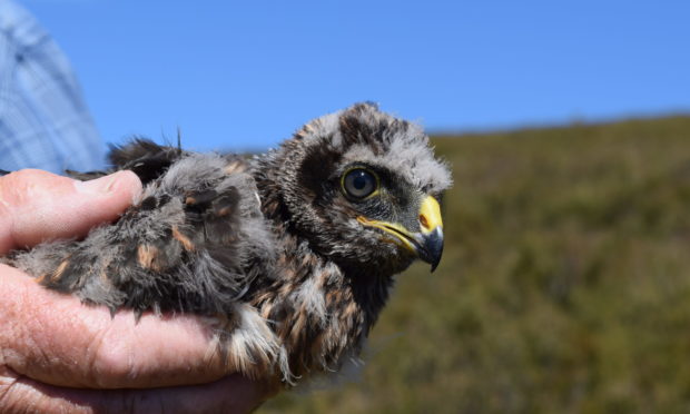 The satellite beacon attached to hen harrier Marlin stopped transmitting on April 8.