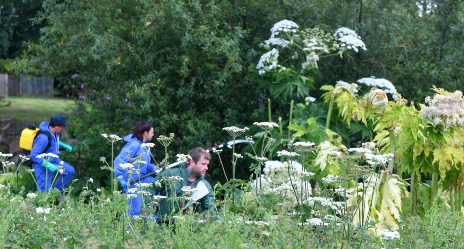 Crews from the Findhorn, Nairn and Lossie Fisheries Trust tackle giant hogweed in Elgin. Pictures by Chris Sumner.