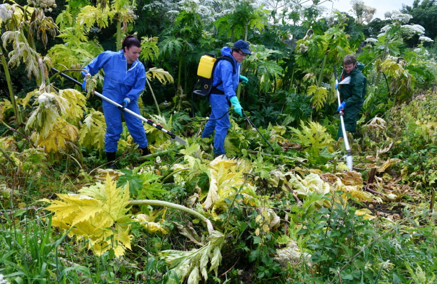 Crews from the Findhorn, Nairn and Lossie Fisheries Trust tackle giant hogweed in Elgin. Pictures by Chris Sumner.